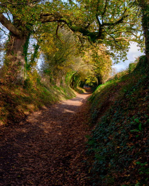 Autumn tunnel of trees on Stane Street near Halnaker, West Sussex, UK Halnaker, UK - November 13, 2020:  Autumn trees and colours in the tunnel of trees on the roman road of Stane Street near Halnaker, West Sussex chichester stock pictures, royalty-free photos & images