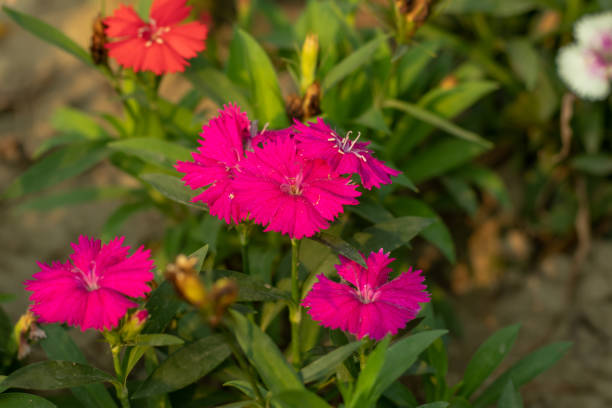 fiori multicolore plants sweet william è un irresistibile colorato - william williams foto e immagini stock