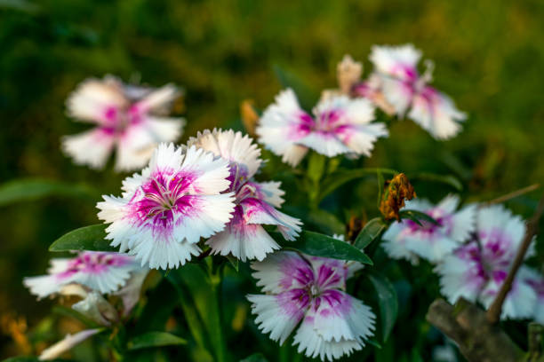 pink and white decorative flowers plants known as sweet william - william williams imagens e fotografias de stock
