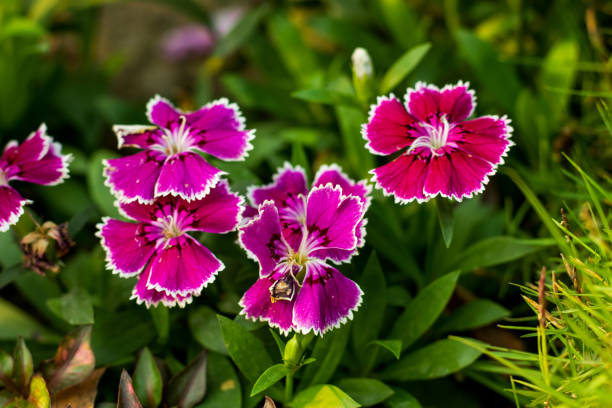 dolci piante da fiore decorative rosa e bianche william in casa - william williams foto e immagini stock