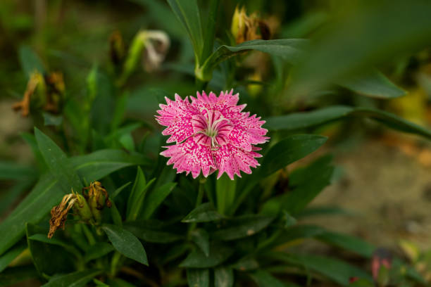 sweet william is an irresistible colorful decorative flower plants - william williams imagens e fotografias de stock