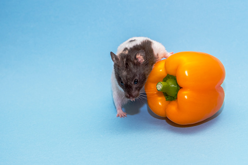 A cute spotted hamster sniffs an orange bell pepper. The plot on a blue background. Copy space.