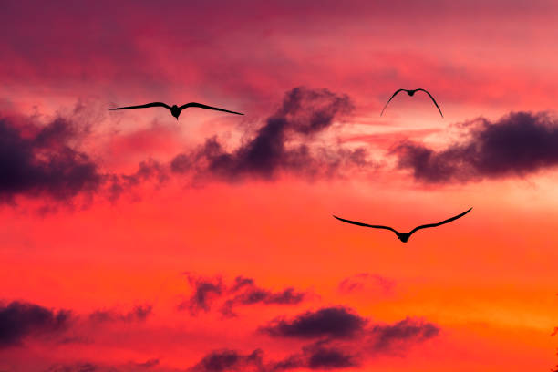 Three Birds Are Flying Into The Vibrant Cloud Filled Sunset Sky
