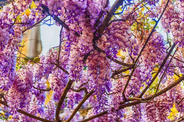 hermosas flores de wisteria púrpura en primavera - sinensis fotografías e imágenes de stock