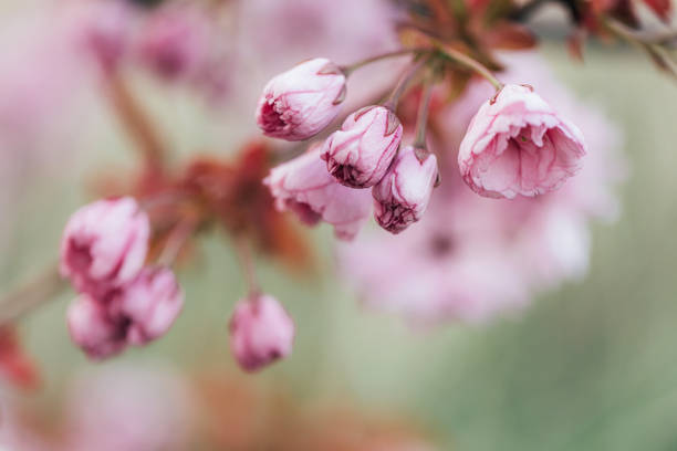 Branch of blooming sakura in spring time. Selective soft focus.