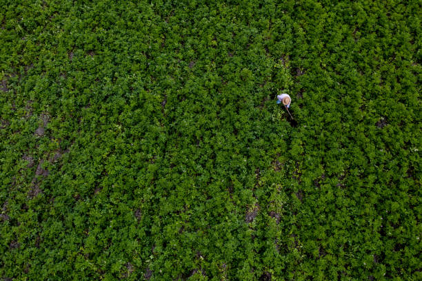 istock Farmer working in the field growing potatoes 1314871786
