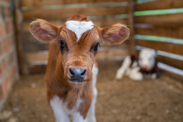 schönes kalb schaut auf die kamera auf einem bauernhof - kalbfleisch stock-fotos und bilder