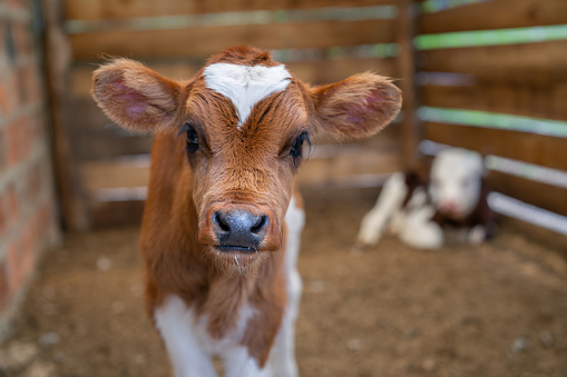A cute Hereford calf in a pasture Ontario, Canada