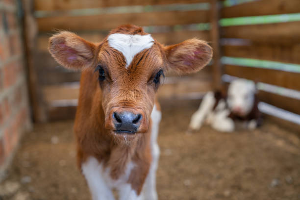 красивый теленок смотрит в камеру на ферме - veal стоковые фото и изображения