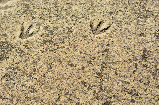 Prehistoric footprints found in a rock bed.