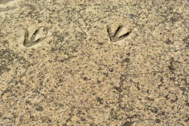 Prehistoric Bird Footprints in Bedrock stock photo