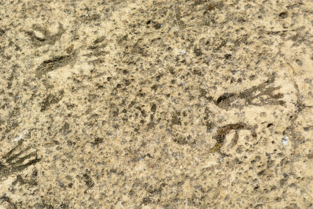 istock Small Prehistoric Animal Footprints in Rock 1314873671