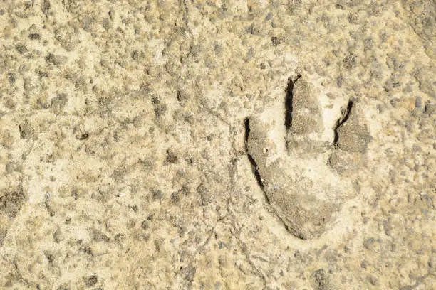 Photo of Dinosaur Footprint in Rock