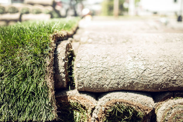 istock Fresh grass roll out in the garden to make new lawn 1314874034