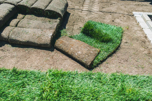 istock Fresh grass roll out in the garden to make new lawn 1314874066