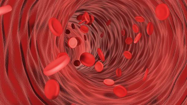 globuli rossi fluenti in vena - capillare corpo umano foto e immagini stock