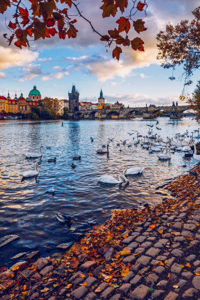 vue d’automne au pont de charles sur la rivière de vltava à prague, république tchèque. vue d’automne sur le pont charles, la vieille ville de prague et la rivière vltava. tchéquie. vue scénique d’automne de la vieille ville avec le feuillage  - prague czech republic bridge charles bridge photos et images de collection