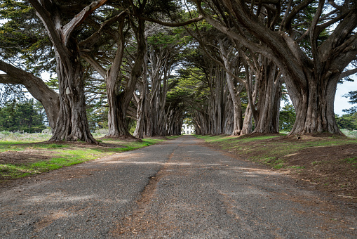 cypress tree tunnel at Point Reyes