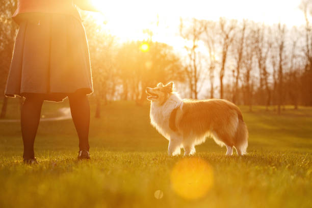 Domestic border collie is walking on grass area.