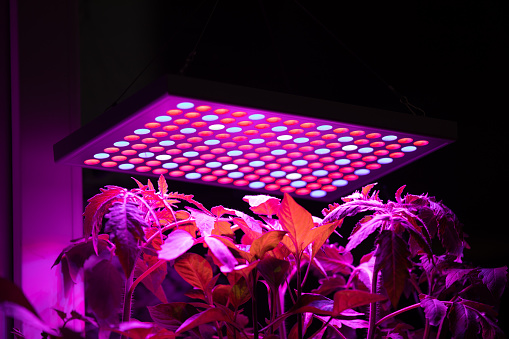 Tomato Plants Growing Under UV LED Lights.