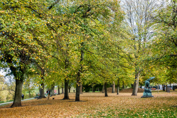 alberi nel churchill park con fogliame autunnale - yellow landscapes nature park foto e immagini stock