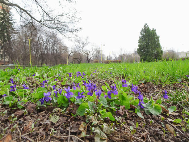 istock Blooming violet in a spring park. Viola odorata. Selective focus. 1314878461