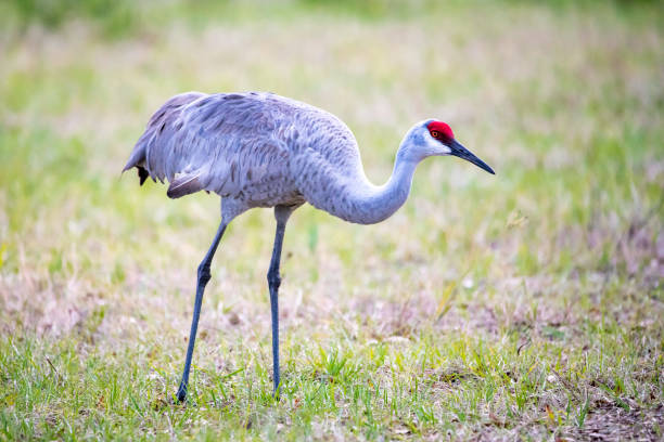 istock Single sandhill crane close up portrait at day 1314879711