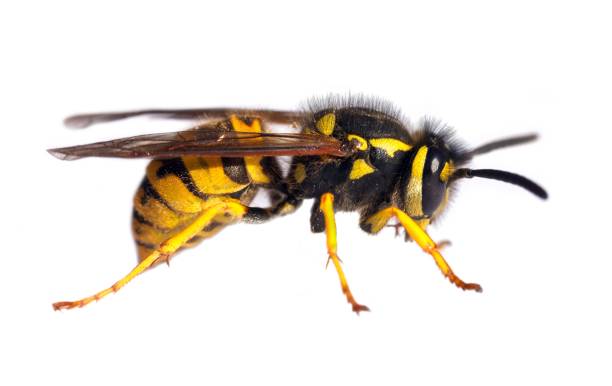 istock wasp isolated on white background Vespula Vulgaris 1314880495