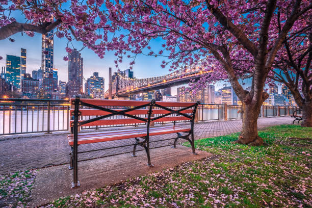 Queensboro Bridge and Midtown Manhattan shot from Roosevelt Island. An empty bench sits in the foreground with cherry blossoms overhead