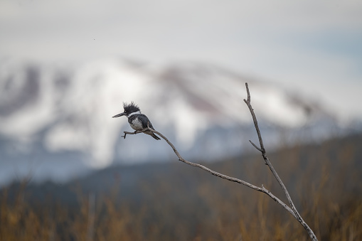 Kingfisher bird on branch looking for fish below with snowcapped Pikes Peak in the background. Captured image in park near Woodland Park, Colorado in western USA. Largest nearby city is Colorado Springs, Colorado USA.
