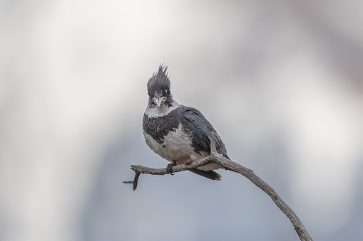 Kingfisher bird on branch looking at camera with snowcapped Pikes Peak in the background. Captured image in park near Woodland Park, Colorado in western USA. Largest nearby city is Colorado Springs, Colorado USA.