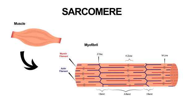 Sarcomere muscle bands structures. Actin and Myosin filaments structures Sarcomere muscle bands structures. Actin and Myosin filaments structures myosin stock illustrations