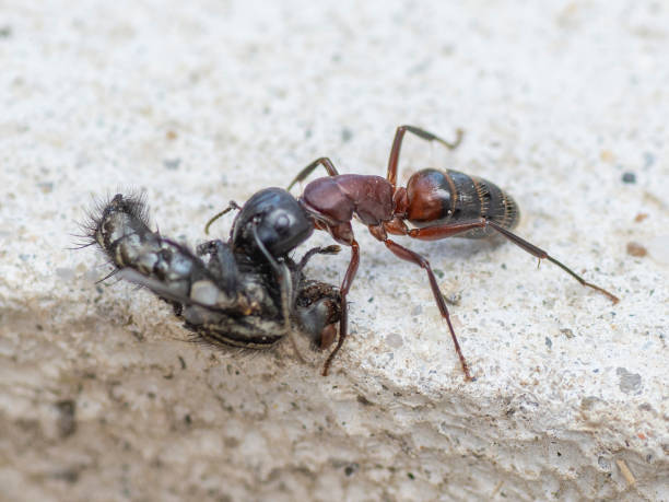 istock An Ant carrying a dead house fly on a concrete floor surface. Close up. Macro. 1314887261