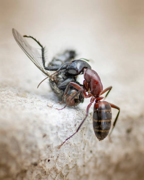 istock An Ant carrying a dead house fly on a concrete floor surface. Close up. Macro. 1314887263