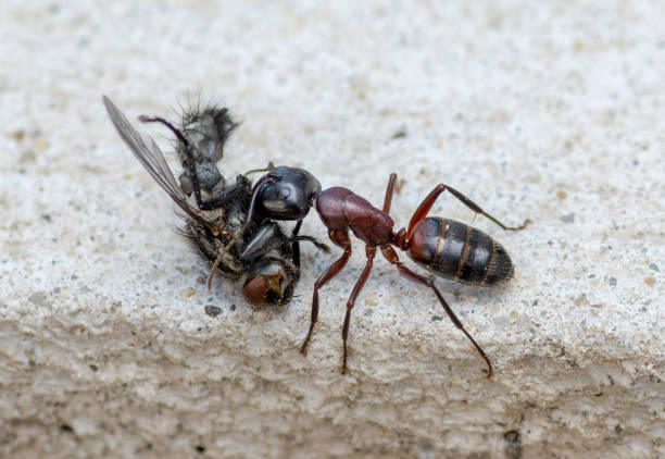 istock An Ant carrying a dead house fly on a concrete floor surface. Close up. Macro. 1314887266