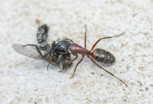 istock An Ant carrying a dead house fly on a concrete floor surface. Close up. Macro. 1314887268