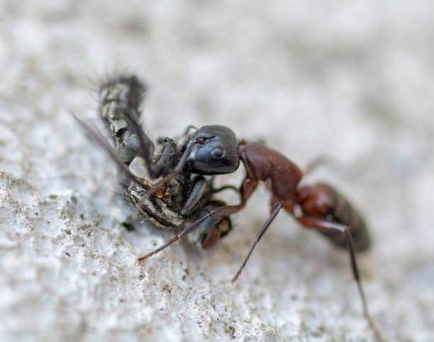 istock An Ant carrying a dead house fly on a concrete floor surface. Close up. Macro. 1314887269