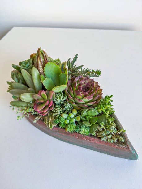istock Succulent terrarium in concrete boat pot 1314889769
