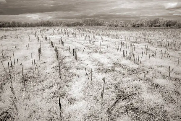 A barren surreal looking farm field captured in infrared light.