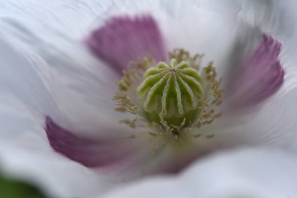 A white and purple poppy close up