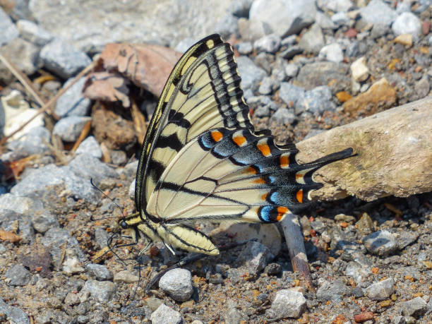 istock Close up of an Eastern tiger swallowtail butterfly 1314890457