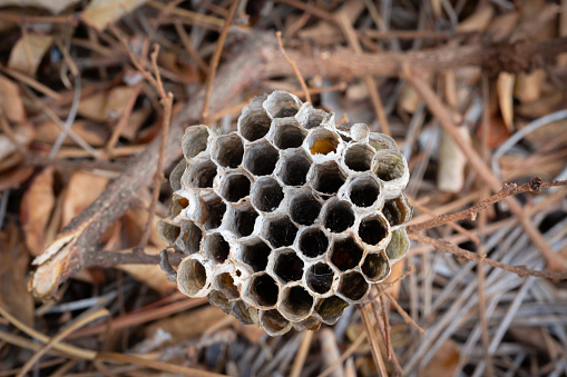 Empty wasp nest in straw on the ground