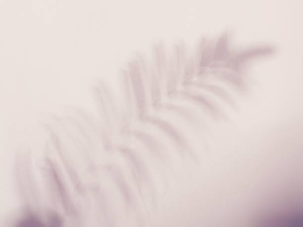 istock Shadow of fern frond 1314891971