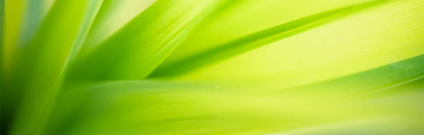 istock Abstract blurred of green leaf nature using as background natural plants, ecology cover page concept. 1314892700