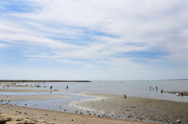 Manila clam (Ruditapes philippinarum) diggers at low tide