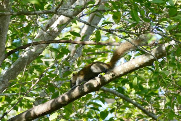 istock Squirrel on banyan tree in nature in Thailand 1314897957