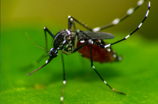 Sweet blood It's a mosquito's picture , which belly is full of blood . mosquito filled with blood stock pictures, royalty-free photos & images