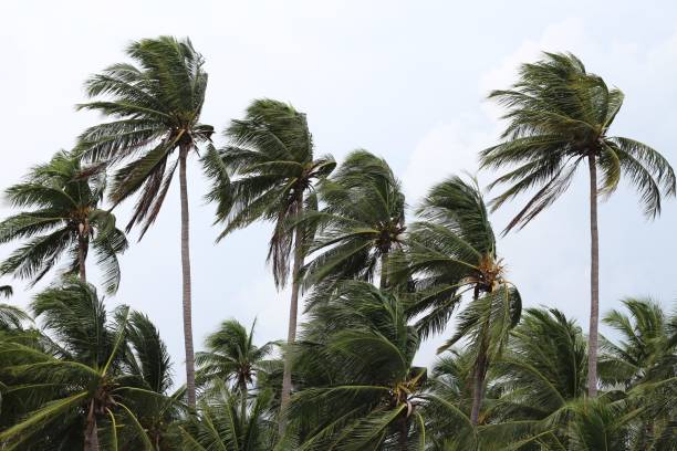 forti venti hanno un impatto sulle palme da cocco segnalando un tornado, un tifone o un uragano. - tornado storm disaster storm cloud foto e immagini stock