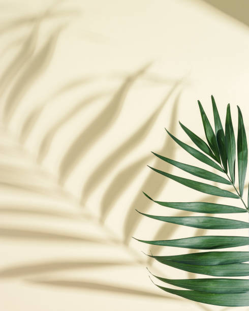 istock Natural green palm leaf with sun shade on light yellow. Summer minimal concept, beautiful daylight 1314899722