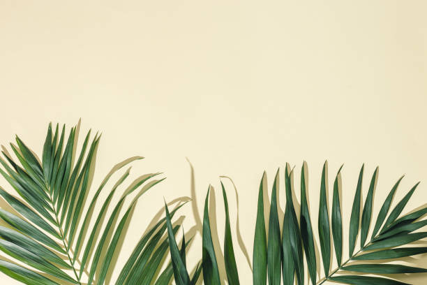 istock Natural green palm leaf with sun shade on light yellow. Summer minimal concept, beautiful daylight 1314899728